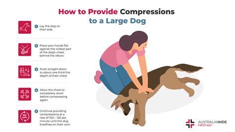 Pet Cpr Classes