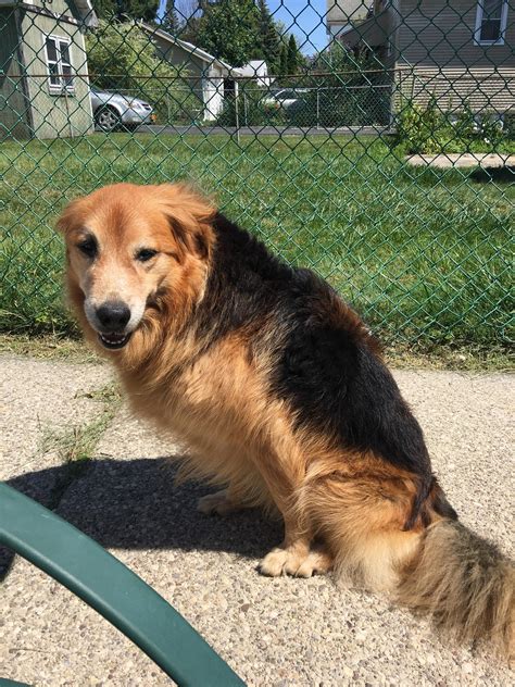 Golden Retriever Mix Lab - eine perfekte Mischung aus zwei beliebten ...