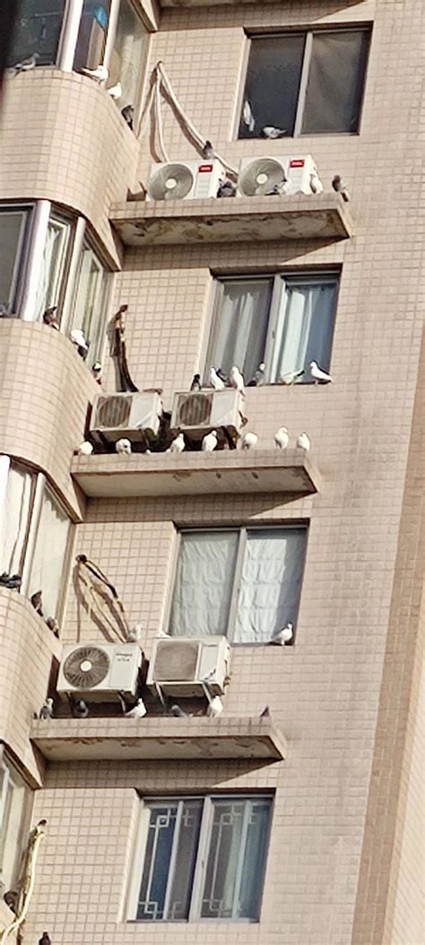 新城广场鸽子在住户空调机做窝 粪便堆积臭气熏天 - 西部网（陕西新闻网） rexian.cnwest.com