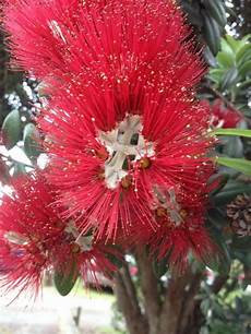 fiore flowers fact check does the blood of jesus flower only bloom fiore flowers fact check does the blood of jesus flower only bloom