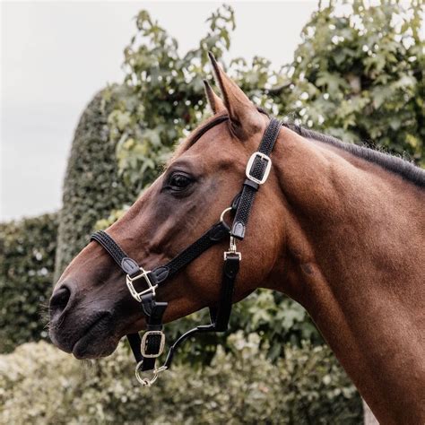 Image result for Licol Cheval