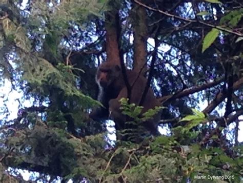 Observation 的图像结果