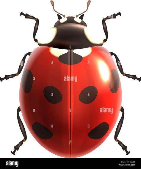 Image result for Ladybug Realistic