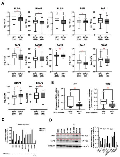 Human Papillomavirus 16 E6 Suppresses Transporter Associated with ...
