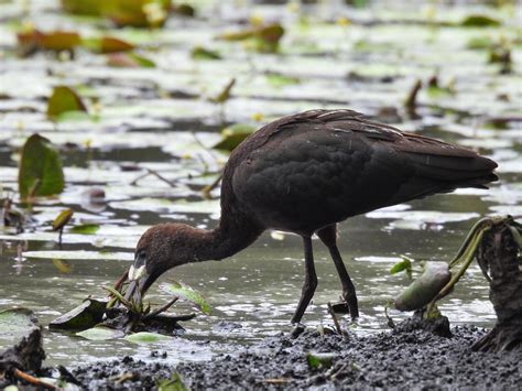 Finally! Been waiting for one of these to show up now. The Glossy Ibis is Brisbane's smallest ...
