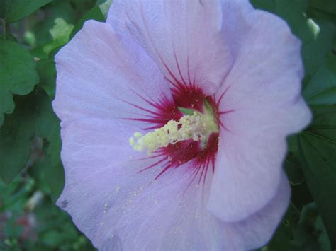 Rose of Sharon | Shrub, Flowering, Deciduous | Britannica