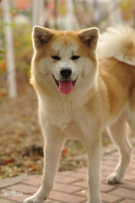 秋田犬の特徴・性格・大きさ・値段相場・飼い方のポイントをご紹介｜犬を知る｜ぷにぷにpaw（ポー）