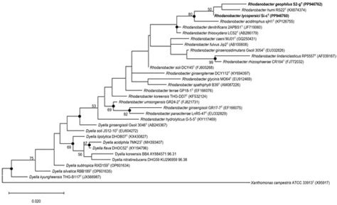Two Novel Bacterial Species, Rhodanobacter lycopersici sp. nov. and ...
