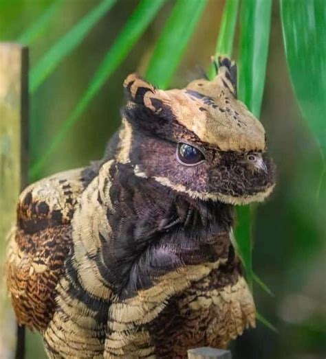 pet lizard looks like dragon