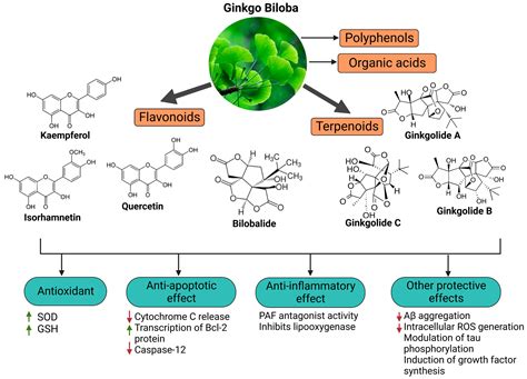 Ginkgo Biloba and Long COVID: In Vivo and In Vitro Models for the Evaluation of Nanotherapeutic ...