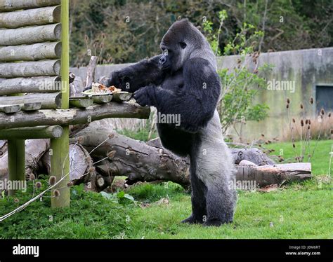 Biggest Silverback Gorilla
