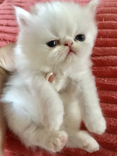 Persian Cats For Sale | Stewartsville, NJ #278471