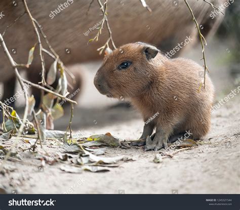 Capybara Baby Cute