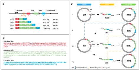 Novel Highly Soluble Chimeric Recombinant Spidroins with High Yield