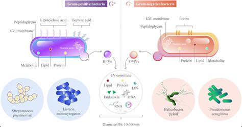 Frontiers | Outer membrane vesicles from bacteria: Role and potential ...
