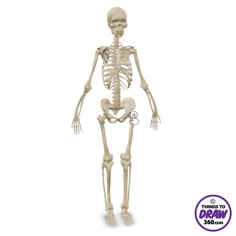 360° Female Human Skeleton Anatomy Study Drawing Reference - Things to Draw