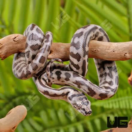 Image result for High Yellow Carpet Python