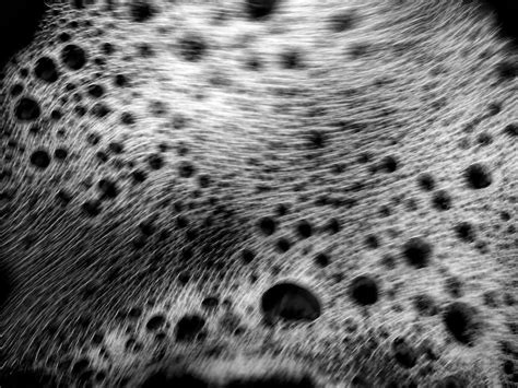 Mouse skin Images - Free Download on Freepik