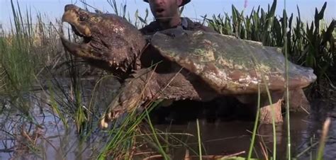 Image result for Large Alligator Snapping Turtle