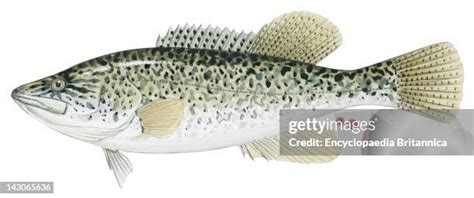 Image result for Murray Cod Cooking