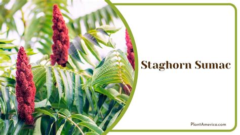 Sumac Tree Identification 的图像结果