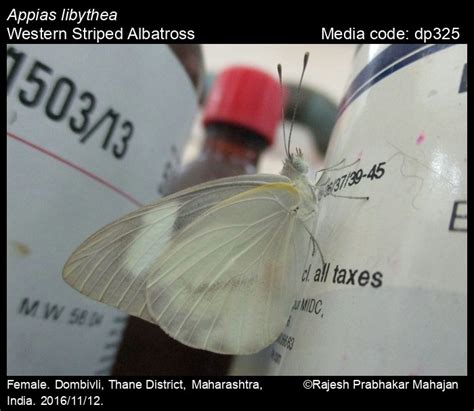 Appias libythea | Butterfly
