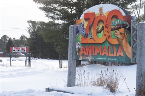 Les lions de l’ancien Zoo Animalia sont sauvés