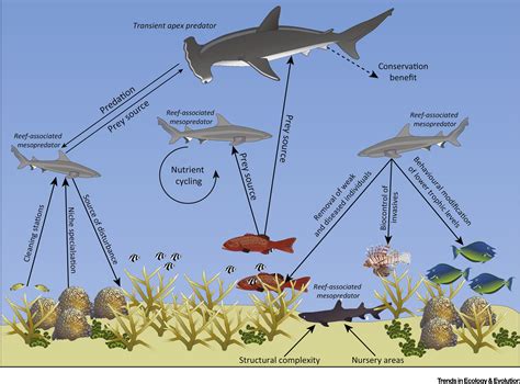 What Do Sharks Do To The Ecosystem at Miranda Ramirez blog