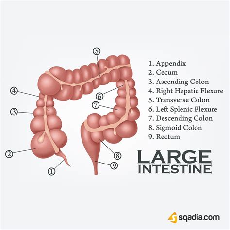 Anatomy Of The Colon Human Colon Anatomy Stock Illustration.