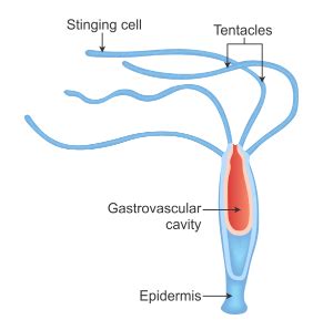 Draw diagram of *Hydra* and label the following parts: - CBSE Class 9 ...