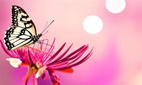 butterfly on a pink flower with blurred background 20105379 Stock Photo at Vecteezy