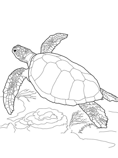 Sea Turtle Coloring Pages – Printable Coloring Pages. FREE