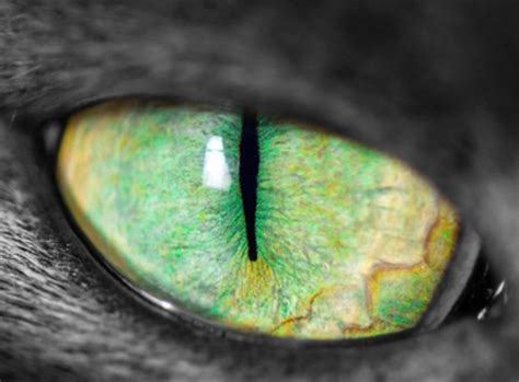 ANIMAL EYE, Pirate Queen Designs & COVE, Palacios, 11 June 2024 ...