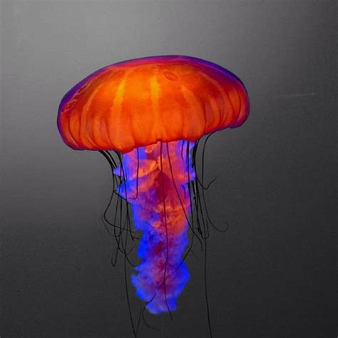 Color Splash App 的图像结果