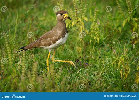 Yellow-wattled Lapwing Vanellus Malabaricus Bird Endemic To the Indian Subcontinent, Dry Plains ...