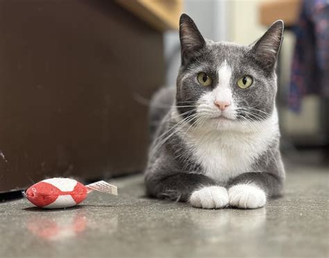 Image result for Help Me Cat