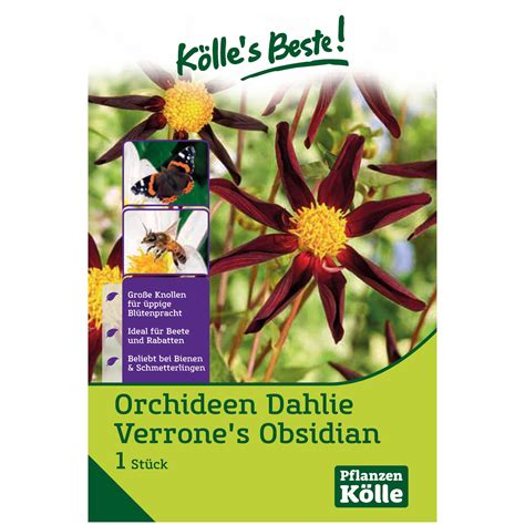 Kölles Beste Orchideen Dahlie 'Verrone's Obsidian' | Pflanzen-Kölle
