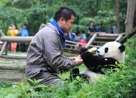 熊猫 饲养员 - Google 搜索 | Panda bear, Animals, Bear