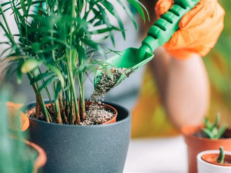 Greening Your Space: The Best Organic Fertilizer for Indoor Plants