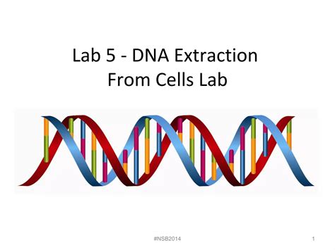 Lab 5 dna extraction from strawberries and liver fall 2014 | PPT | Biological Sciences | Science