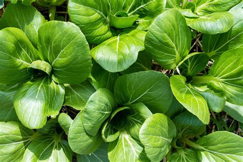Vegetables to Grow in October & November – AllThatGrows