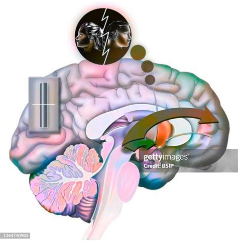 Image result for Prefrontal Cortex Brain Drawing