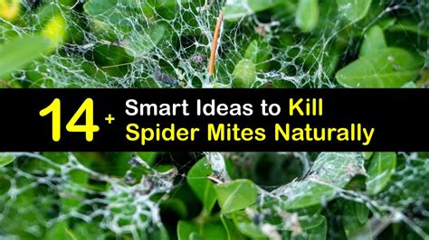 How to Kill Spider Mites 的图像结果