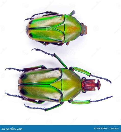 Green Beetles Unusual Shape Isolated on White, Cyprolais Hornimanni Macro Close Up, Collection ...