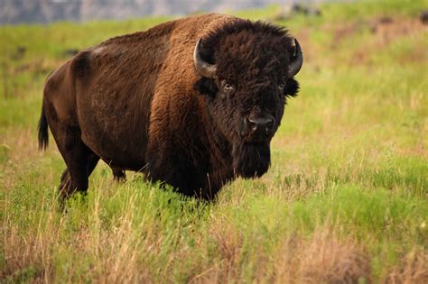 Top 10 Animals and Wildlife in Yellowstone National Park - Animals Around The Globe