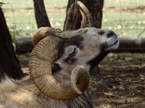 About Painted Desert Sheep – United Horned Hair Sheep Association