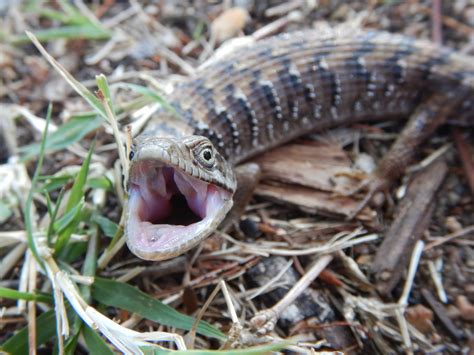 Alligator Lizard Teeth