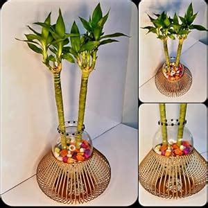 R.R.V. INTERNATIONAL Lotus Bamboo Plant with Transparent Glass Vase ...