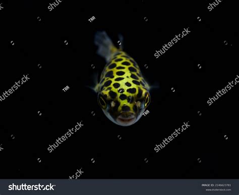 Freshwater Spotted Puffer