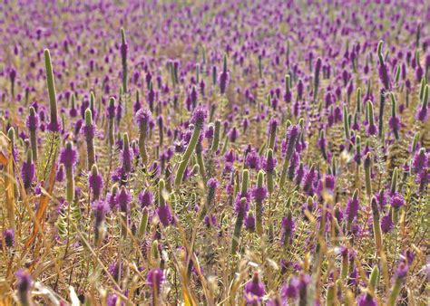 Erasing An Ecosystem | Down To Earth - Science - Read this story on ...